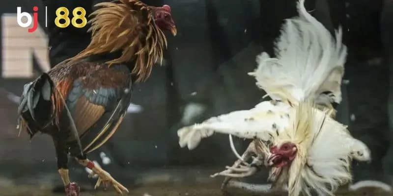 Khám phá thế giới cá cược hấp dẫn tại BJ88