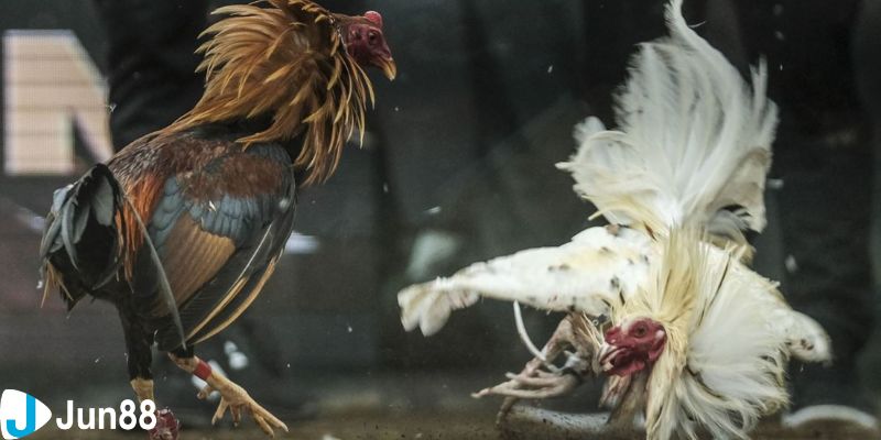 đá gà bình luận hôm nay Đá gà bình luận hôm nay trực tiếp là gì?