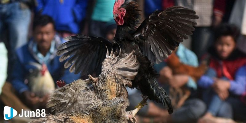 đá gà bình luận hôm nay Đánh giá về đá gà bình luận hôm nay tại nhà cái