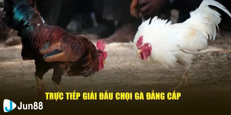 Luật tham gia đá gà c3 hôm nay: Những điều bạn cần biết