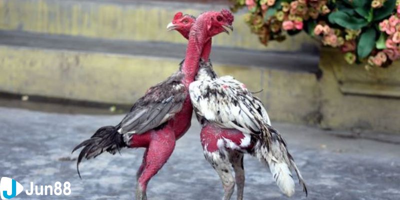 đá gà chọi C1 Gà chọi C1 là gì?