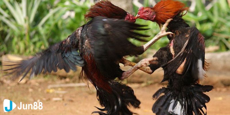 đá gà chọi C1 Giải thích sơ lược về đá gà chọi C1 là gì?