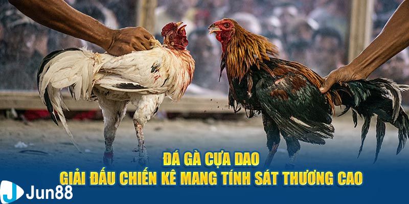 Khái niệm về đá gà dao trực tiếp là gì?
