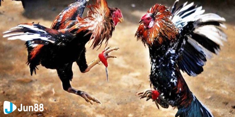 Đá gà dao trực tiếp: Những giống gà phổ biến nhất