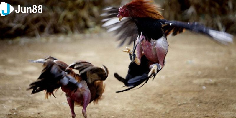 Kinh nghiệm đặt cược đá gà dao trực tiếp hiệu quả cao