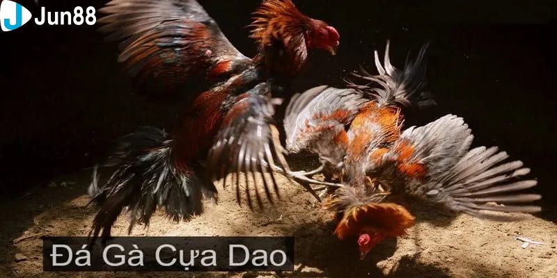 Đá gà dao trực tiếp