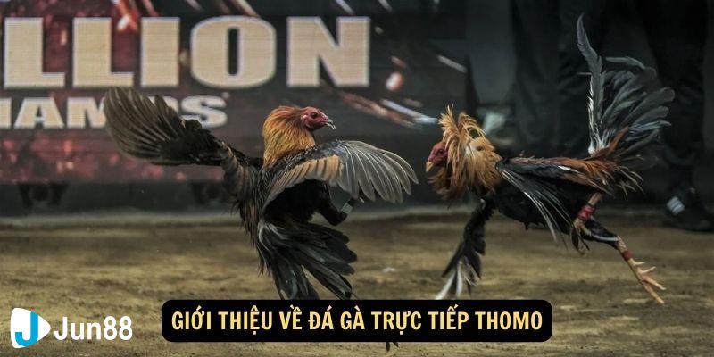 Hướng dẫn tham gia trực tiếp đá gà Thomo hôm nay