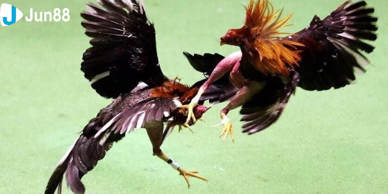 Ưu điểm của việc xem trực tiếp đá gà Thomo hôm nay