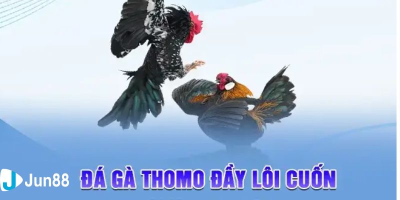 đá gà Thomo hôm nay