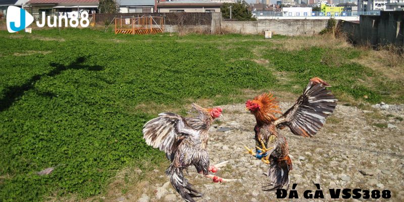 Những điểm mạnh của đá gà VSS388