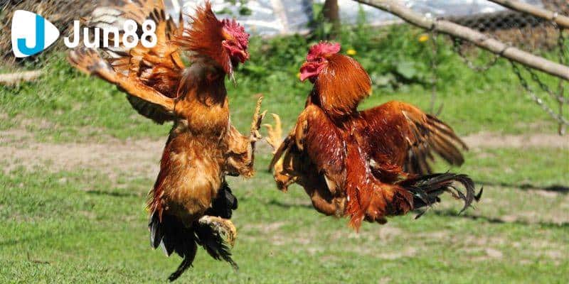 Đá gà cựa sắt