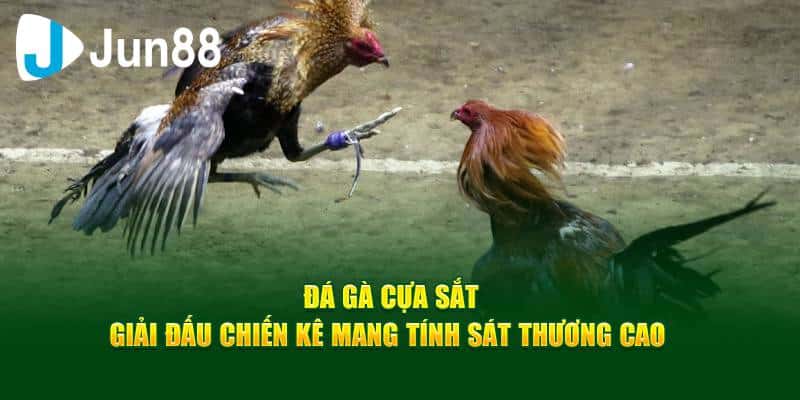 Đá gà cựa sắt
