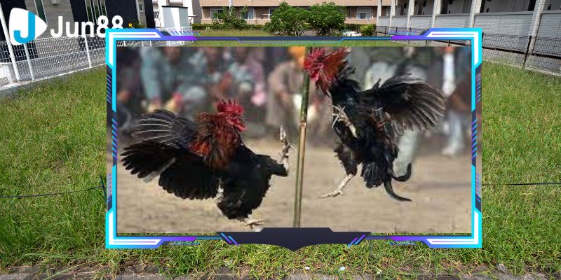 Nghiên cứu và nắm vừng thông tin của các chiến kê