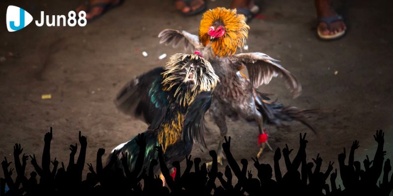 Chọn nền tảng JUN88 khi tham gia đá gà trực tiếp