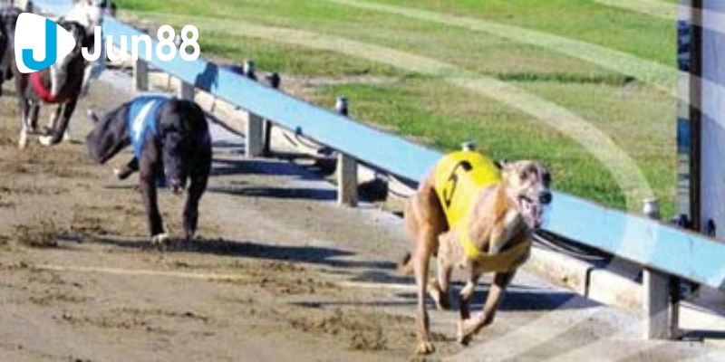 Cá cược đua chó