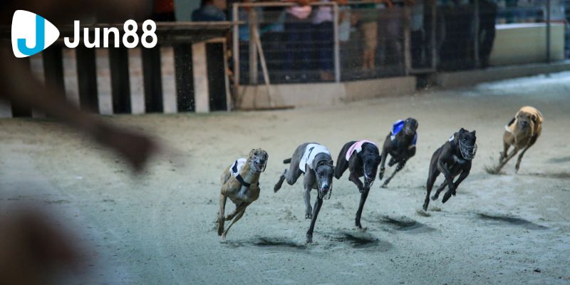 Cá cược đua chó