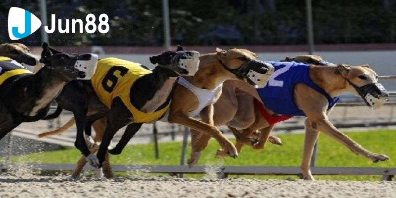 Cá cược đua chó